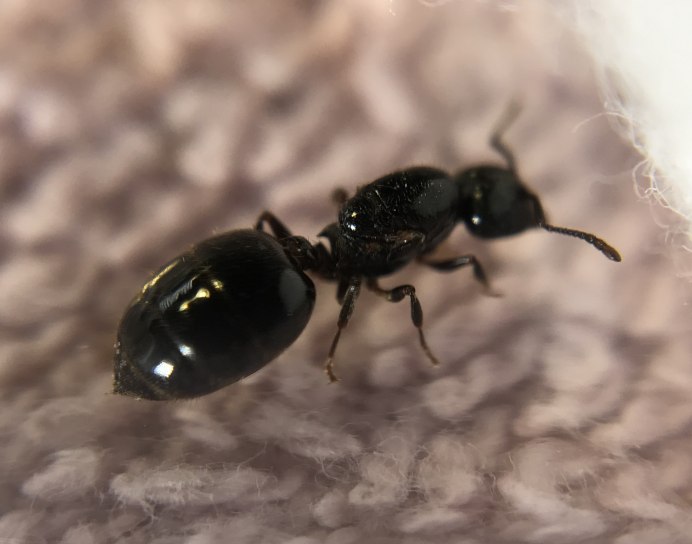 Crematogaster Cerasi