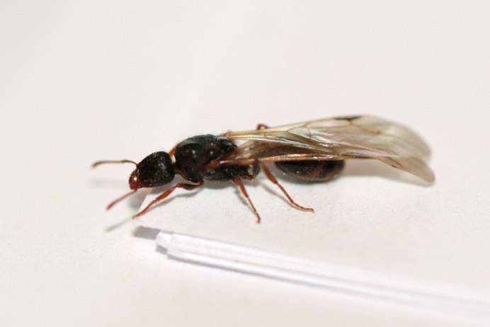 Муравьи Tetramorium caespitum