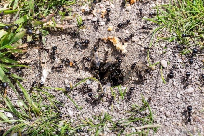 C1 Summary for amazing Ants