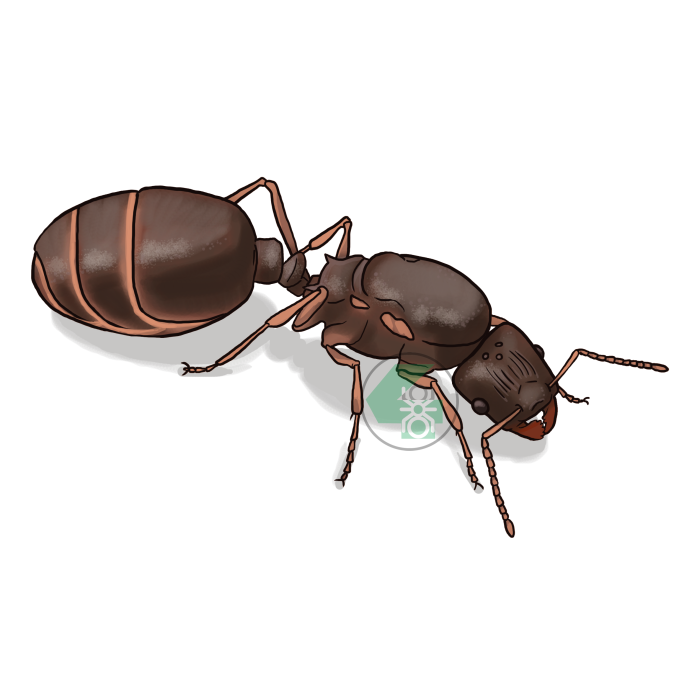 Tetramorium caespitum