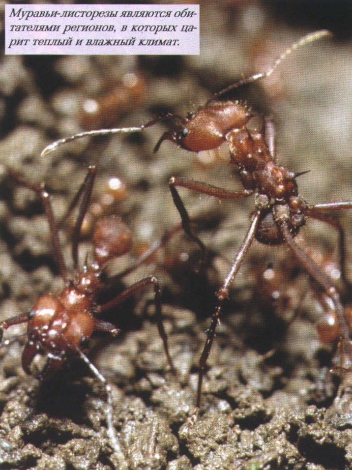 Tetramorium semilaeve