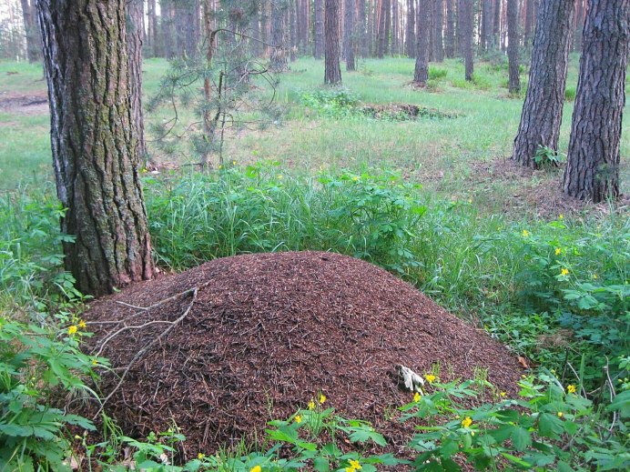 Муравьи несут еду