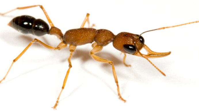 Муравьи Solenopsis Invicta