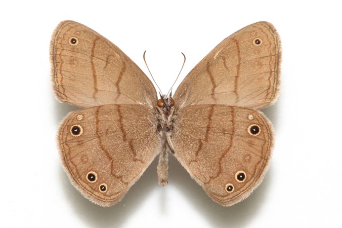 Satyrus Effendi