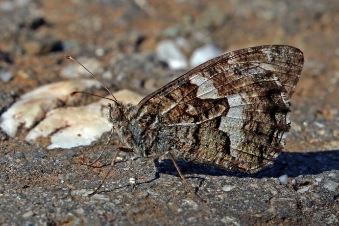 Hipparchia Semele