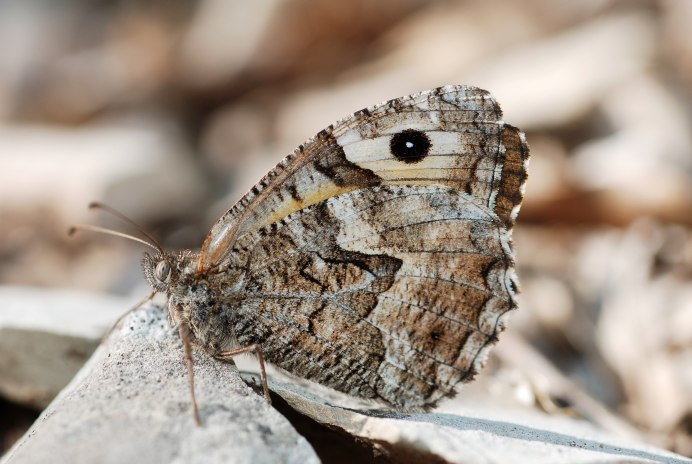 Hipparchia Semele