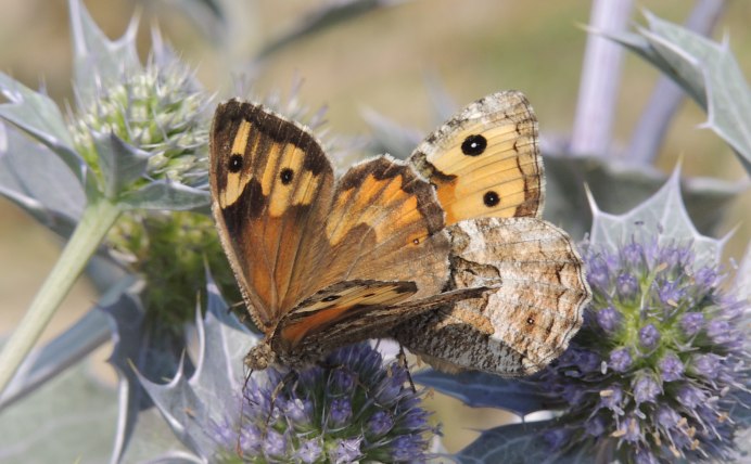 Semele Formosa