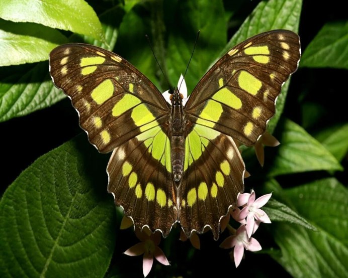 Hipparchia Semele