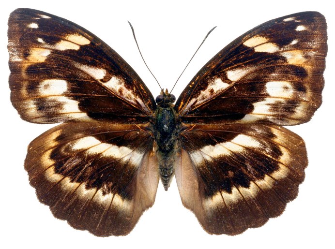 Butterfly Apollo icon