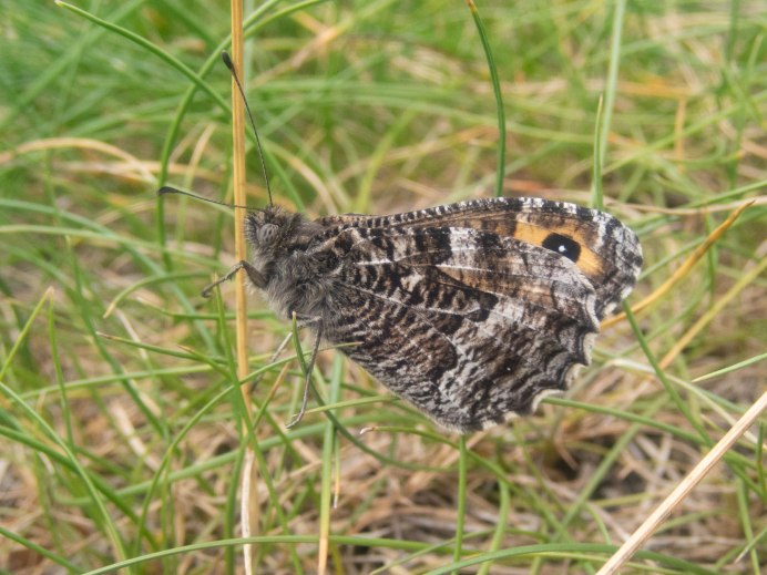 Grayling Butterfly