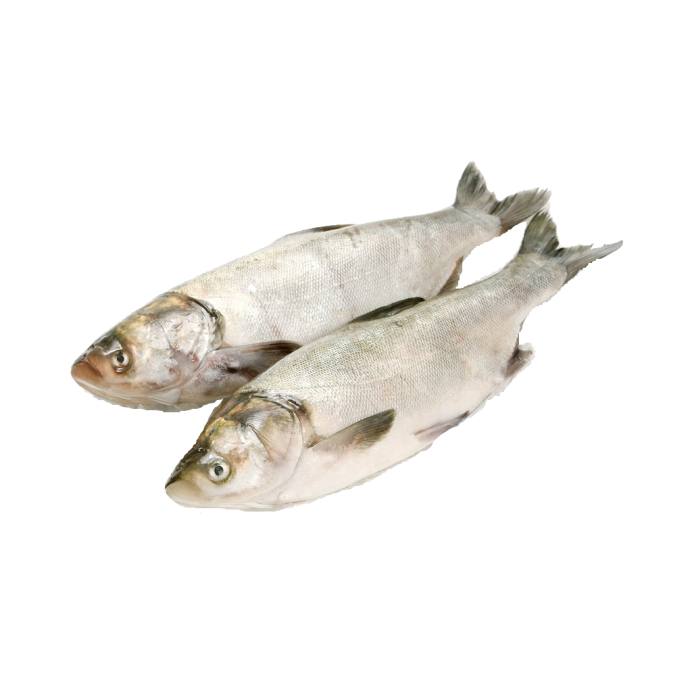 Белый толстолобик рыба