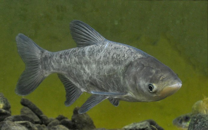 Пёстрый толстолобик Aristichthys Nobilis
