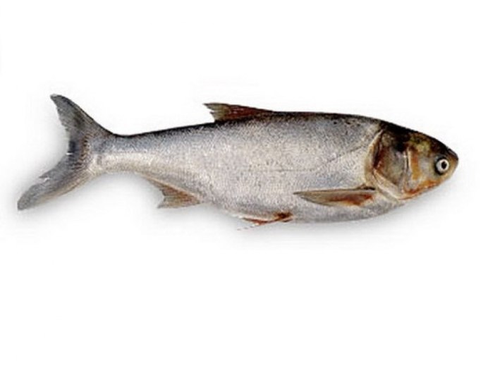Белый толстолобик Hypophthalmichthys molitrix
