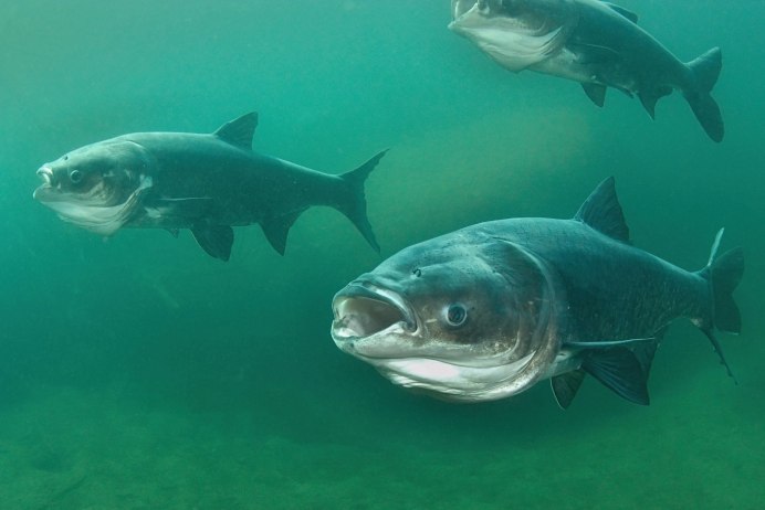 Hypophthalmichthys molitrix