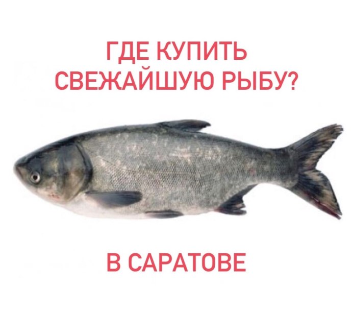 Толстолобик Речная рыба