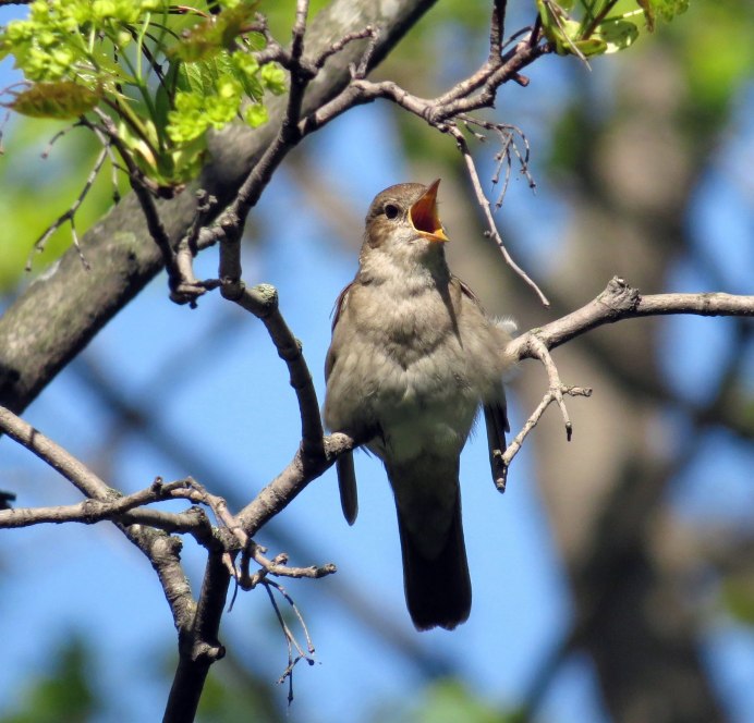 Поющая птица на ветке