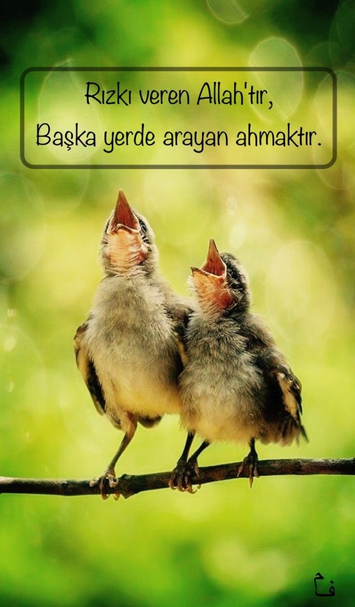 Красивые птицы поют