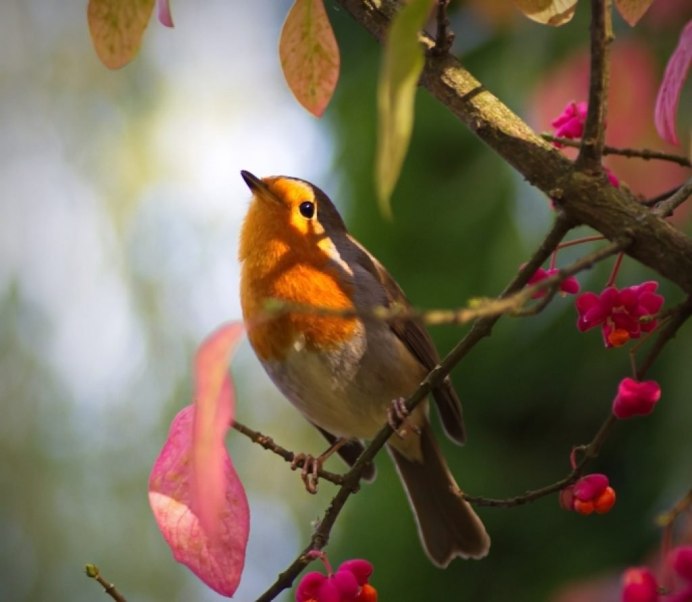 Малиновка Зарянка птичка