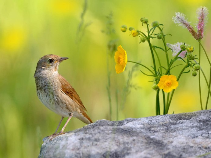 Дальневосточный Соловей