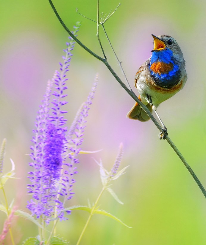 Птица варакушка пение