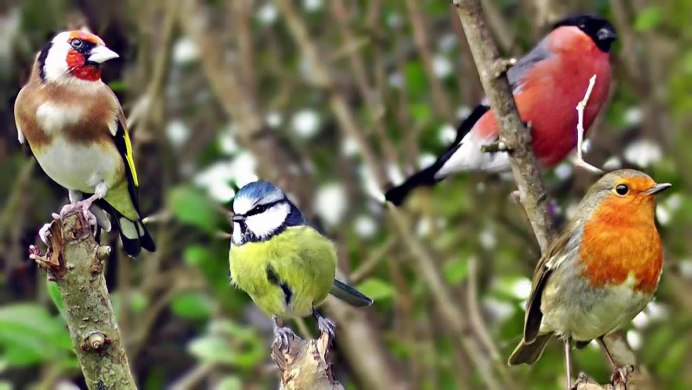 Разные птички поют