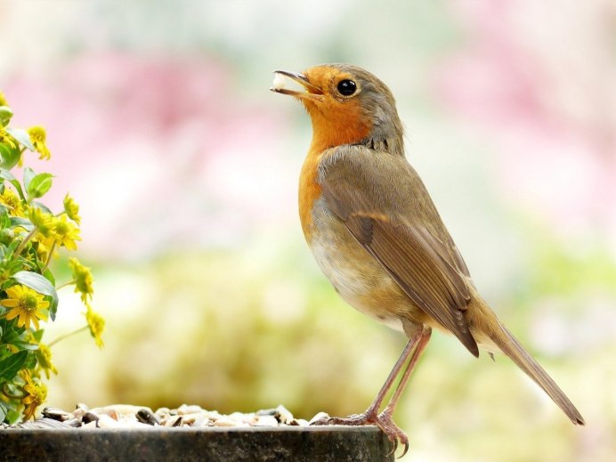 Птичка певчая