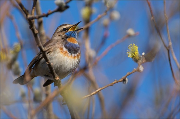 Весенние певчие птицы