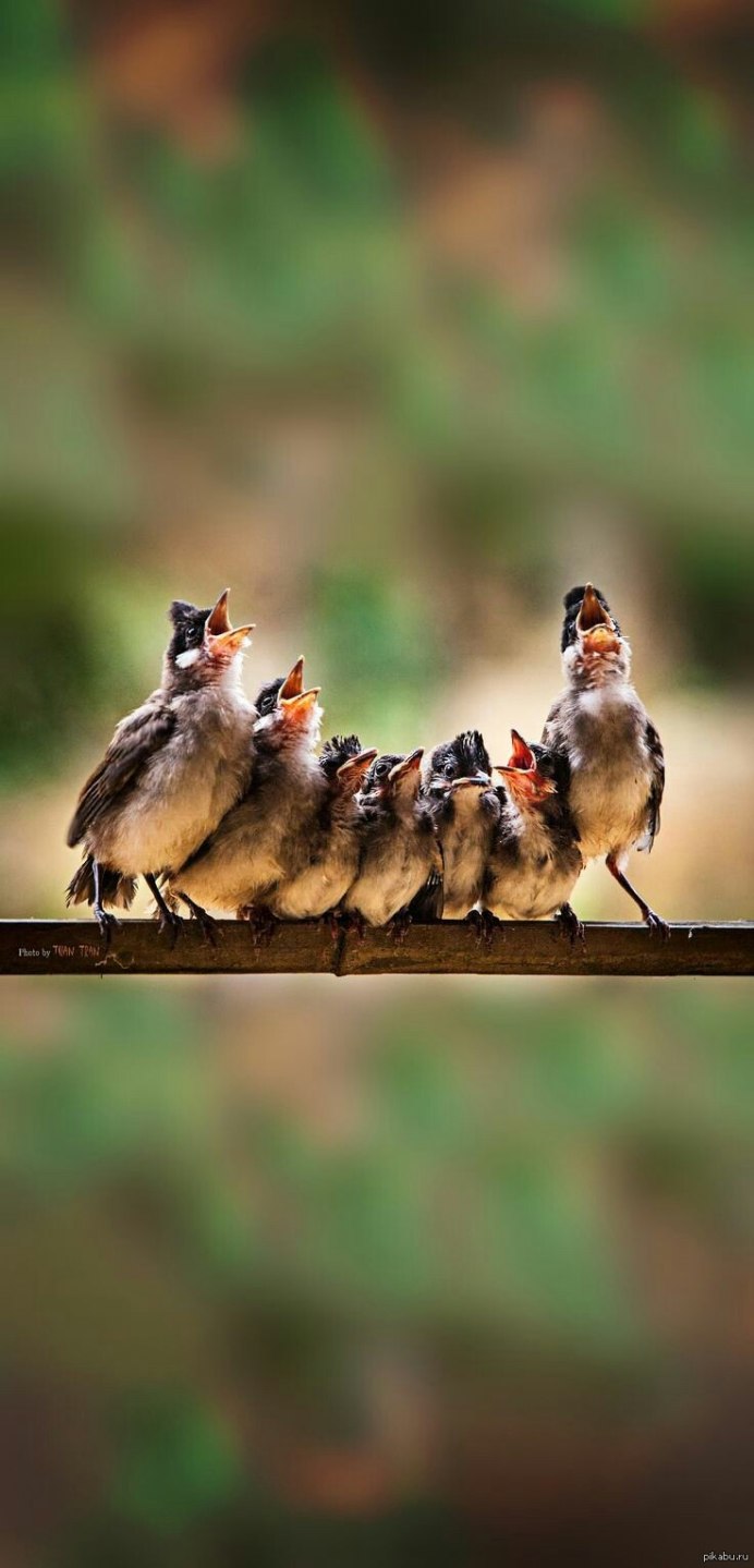 Смешные Поющие птицы