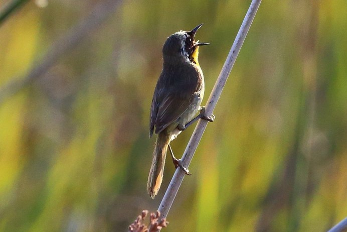 Птицы поюны