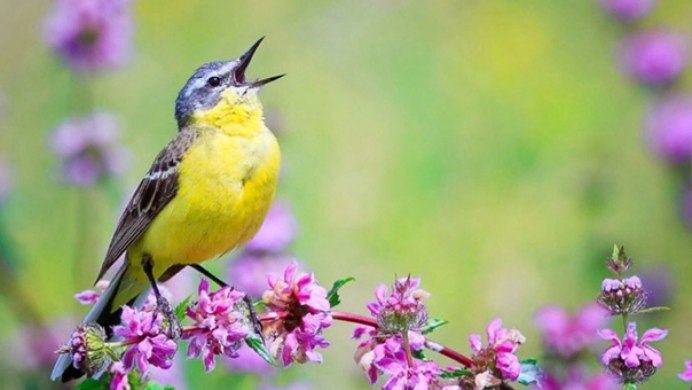 Птицы щебечут