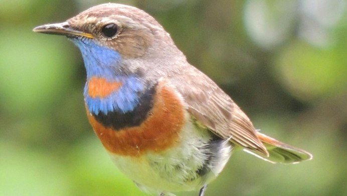 Обыкновенная варакушка