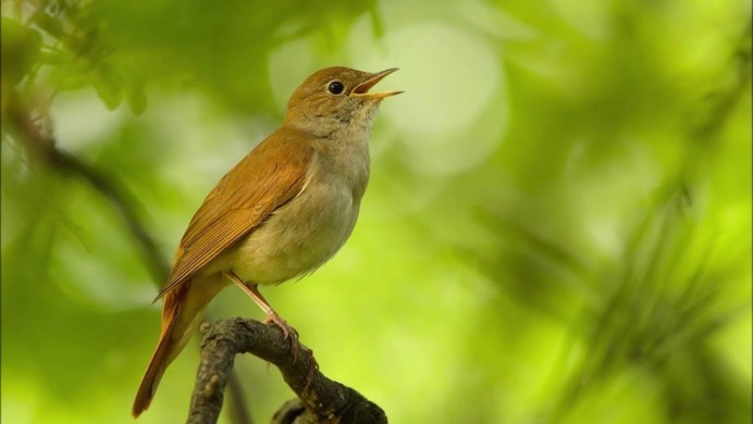 Соловей на ветке