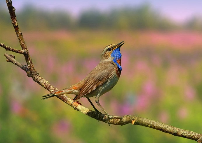 Певчие птицы варакушка Соловей