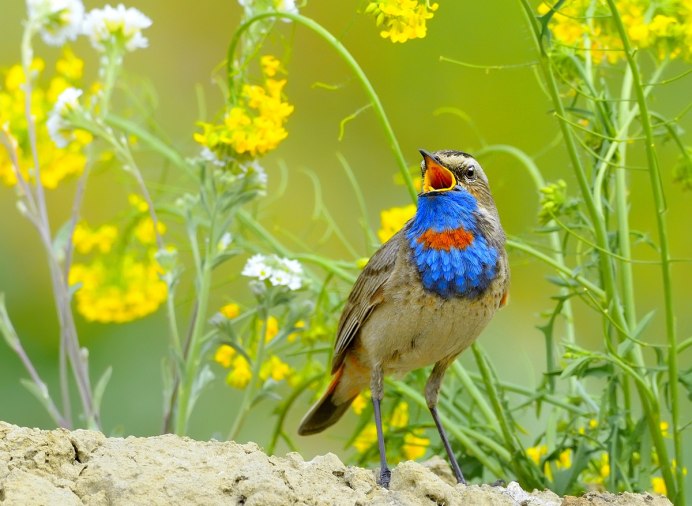 Птицы летом