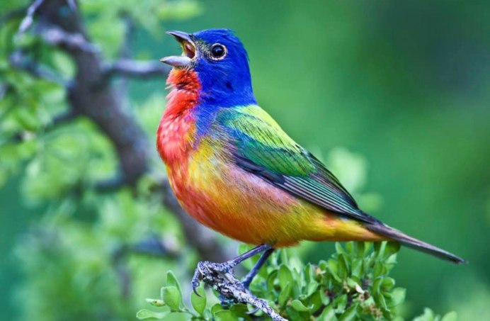 Пение экзотических птиц