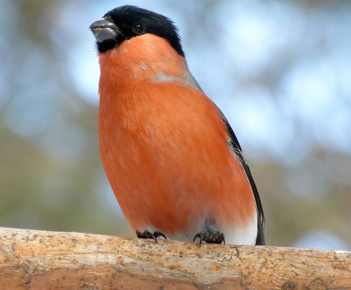 Pyrrhula coccinea