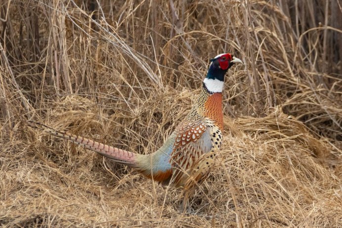 Северокавказский фазан самка