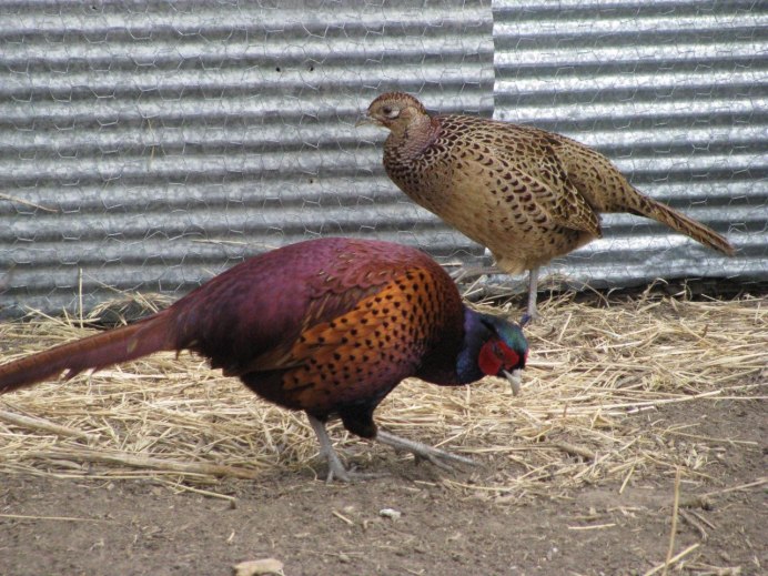 Серебряный фазан самка