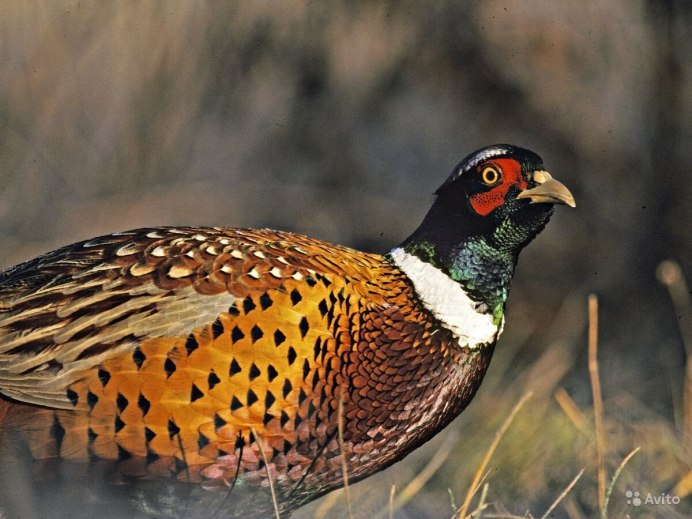 Японский фазан Кидзи