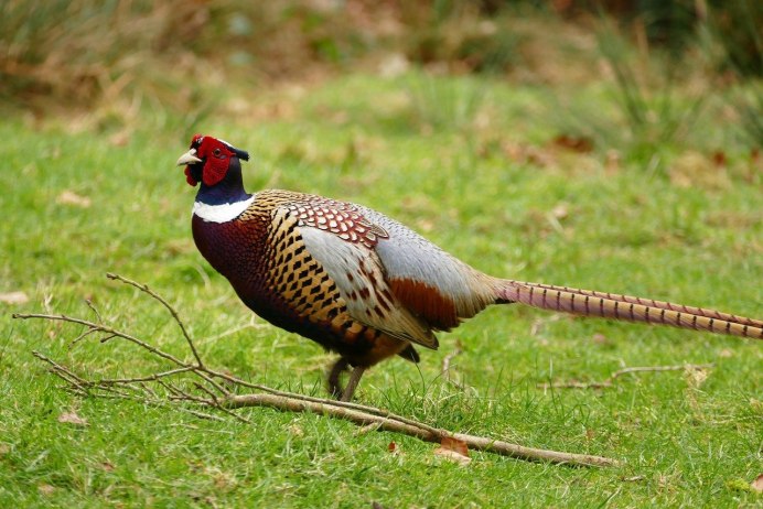 Охотничий фазан самец и самка