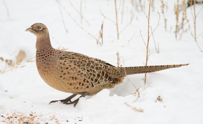Золотой фазан самец