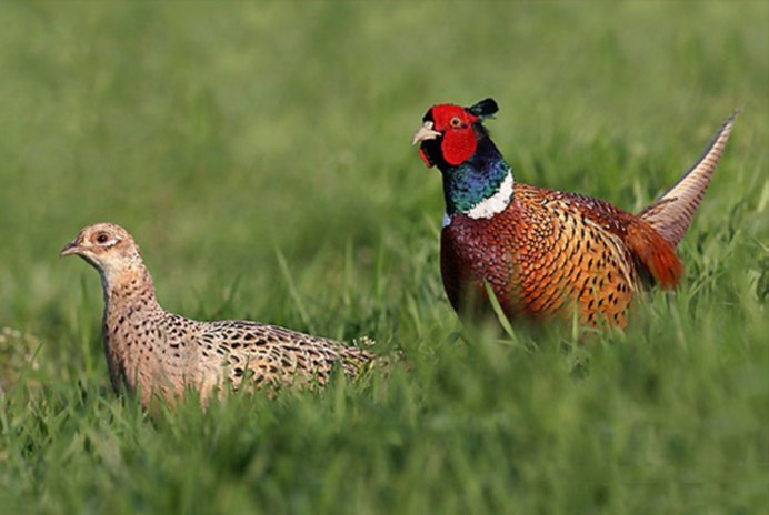 Фазан обыкновенный самец