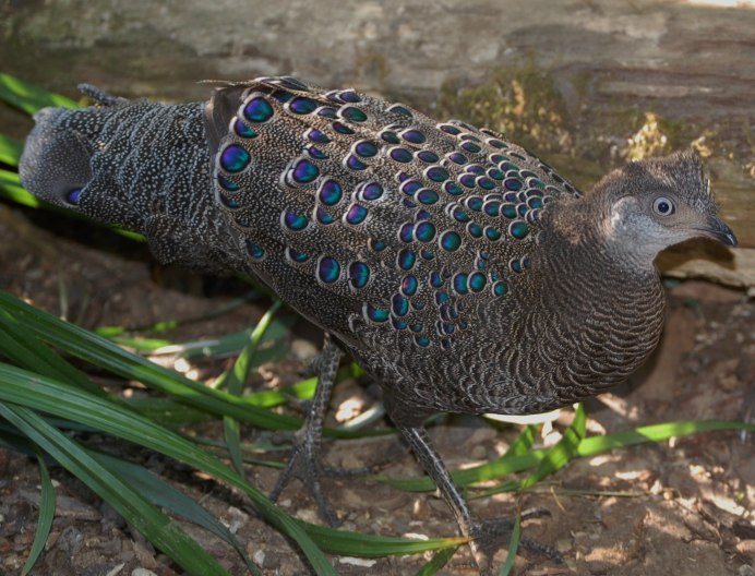 Обыкновенный фазан