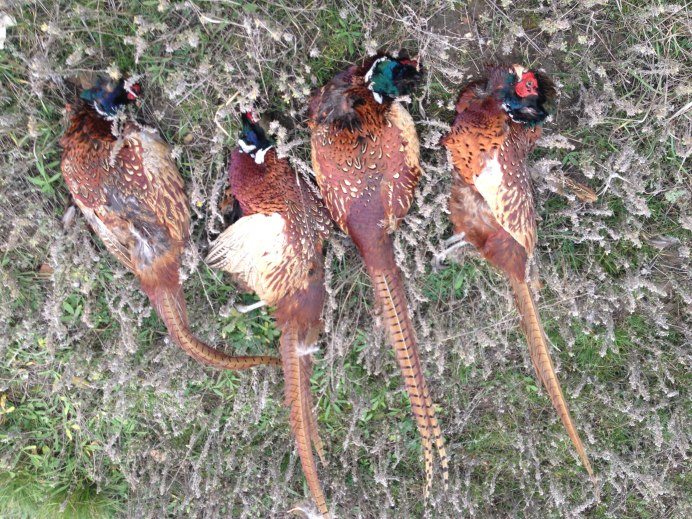 Фазан самка