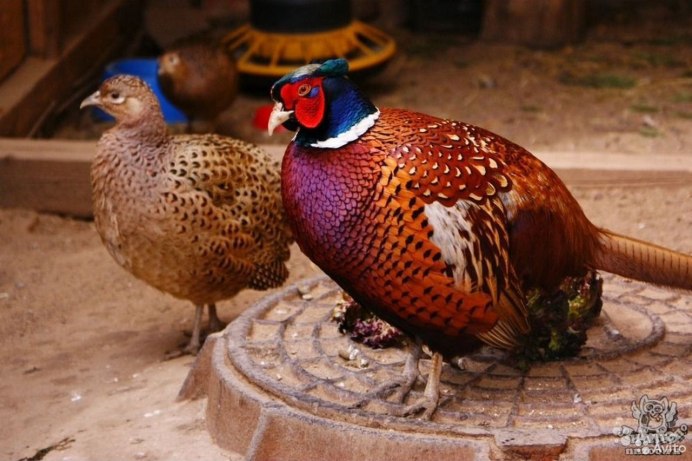 Фазан Дальневосточный