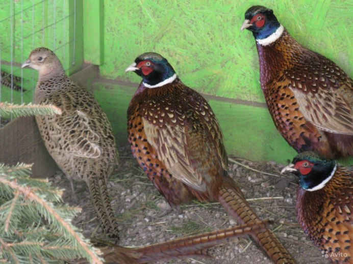 Зарафшанский фазан