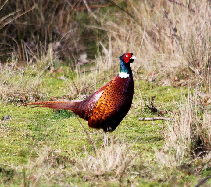 Фазан самка и самец