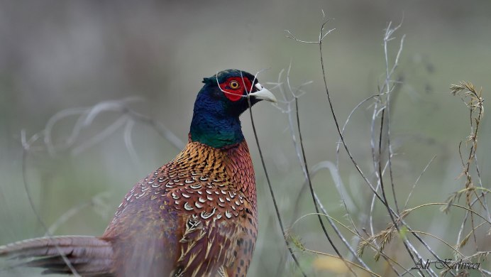 Золотой фазан самка