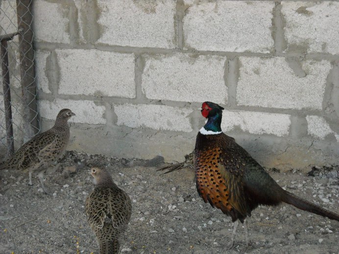 Маньчжурский фазан