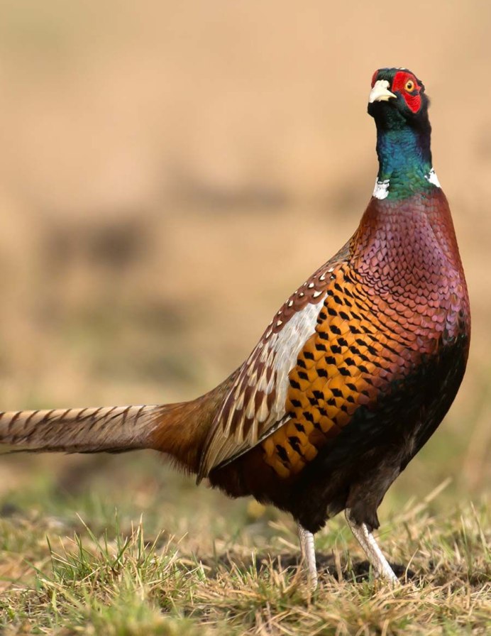 Золотой фазан